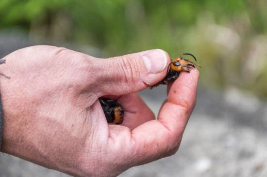 Asian giant hornets could decimate American honeybee populations