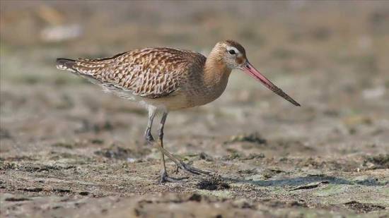 Turkey&#039;s deep south boasts 375 bird species