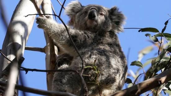 &#039;Shocking&#039; report concludes Australia facing dire environmental risks