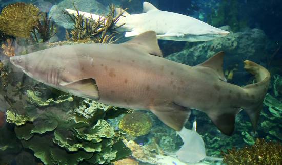 Kuwait’s Scientific Center introduces new sand tiger baby sharks ‘Bader’ and ‘Badriya’