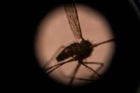 Asian mosquito species threatens African cities: study