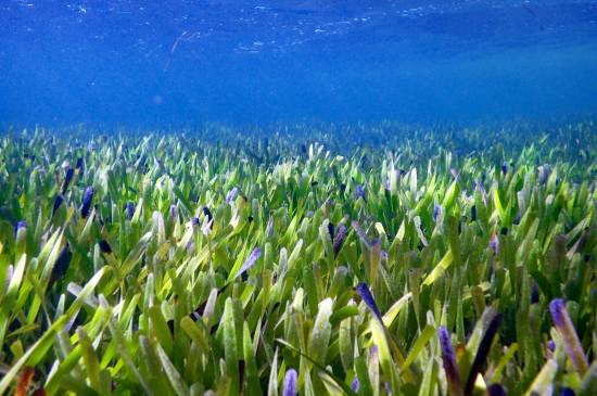 Seagrass meadow spread 180 km2 off Australia is world&#039;s largest plant