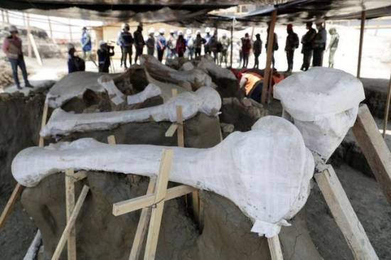 Mexican airport site emerges as major graveyard of Ice Age mammoths