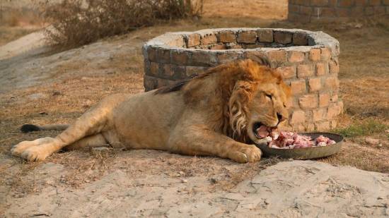 Pakistan zoo cancels lion auction after criticism from WWF