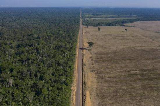 Sharp increase in destruction of virgin forest in 2020