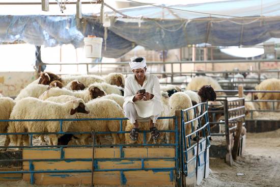 Sheep prices up significantly ahead of Eid Al-Adha holiday in Kuwait