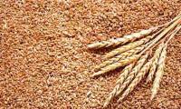 Germany accuses Russia of waging &#039;grain war&#039;