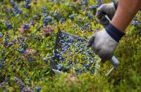 Maine&#039;s blueberry crop faces climate change peril