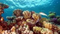 Restoring ocean health requires urgent action at all levels: WWF