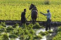 Egypt: How &#039;smart crops&#039; are used to mitigate effects of climate change