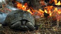 Zamora wildfire ‘biggest disaster’ of this century in Spanish province