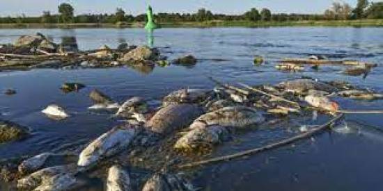 German minister decries ecological catastrophe in Oder River