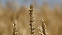 Wheat prices drop as Türkiye-brokered Ukraine grain deal signed