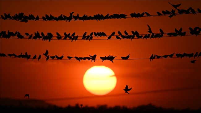 Climate change shapes bird reproduction patterns, favoring smaller species: Study